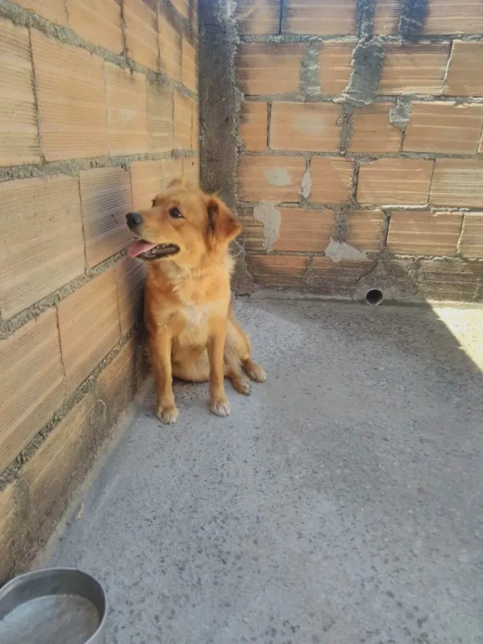 Cachorro ra a Vira lata idade 2 anos nome Sol