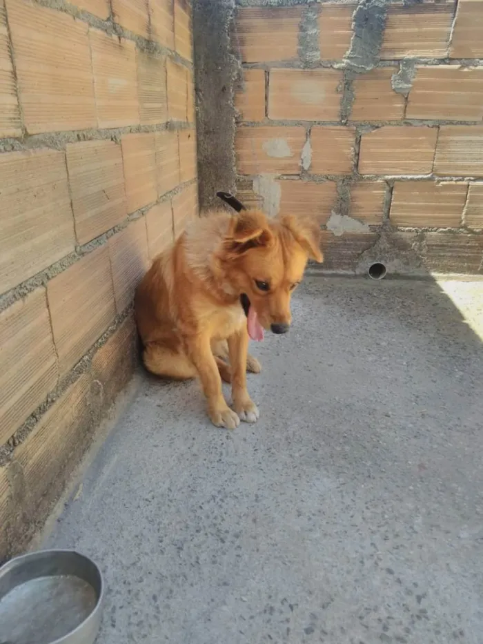 Cachorro ra a Vira lata idade 2 anos nome Sol