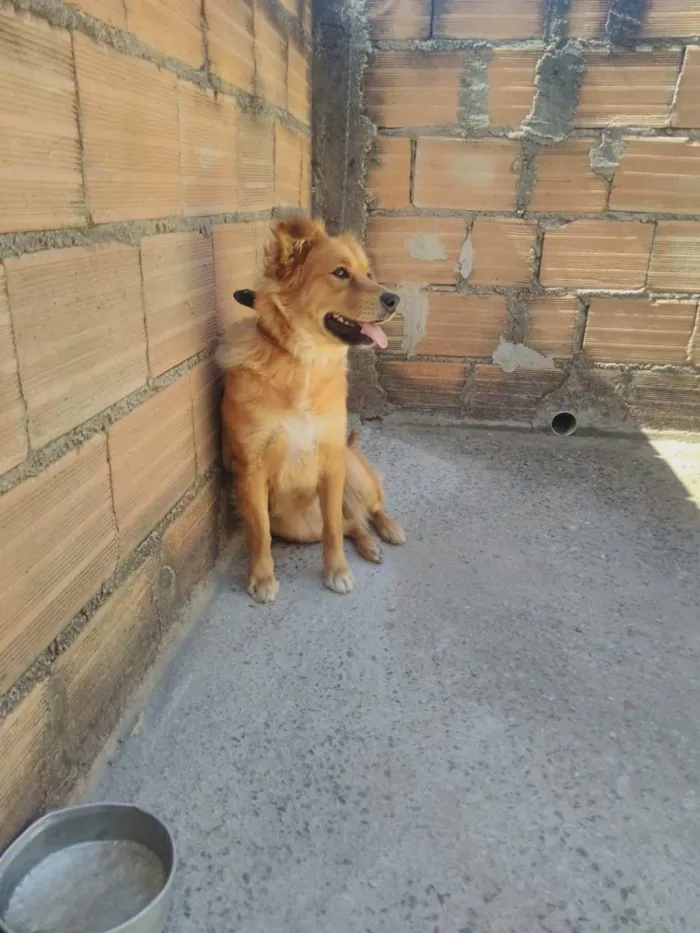 Cachorro ra a Vira lata idade 2 anos nome Sol