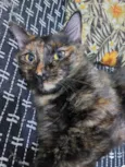 Penélope