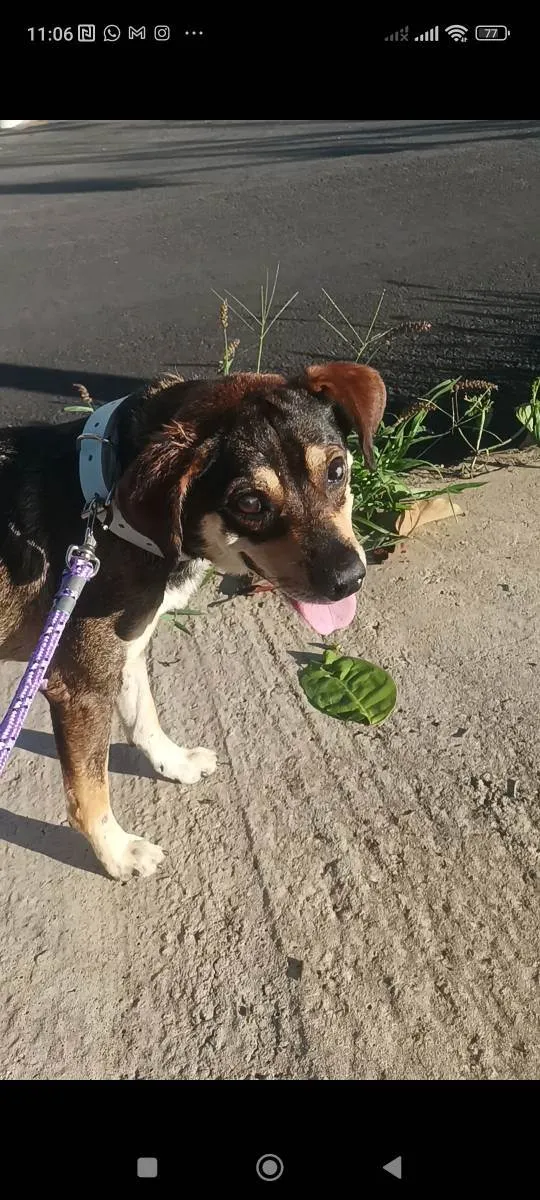 Cachorro ra a Vira lata  idade 5 anos nome Guerreiro 