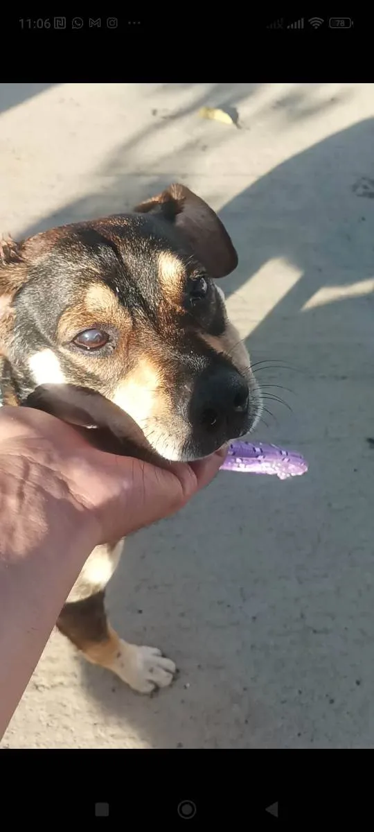 Cachorro ra a Vira lata  idade 5 anos nome Guerreiro 