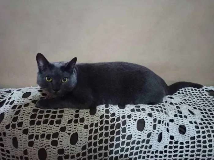 Gato ra a SRD idade 6 ou mais anos nome Billy