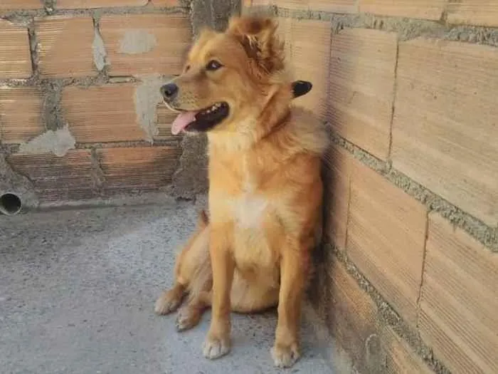 Cachorro ra a Vira lata idade 2 anos nome Sol