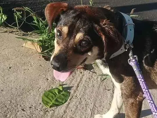 Cachorro ra a Vira lata  idade 5 anos nome Guerreiro 