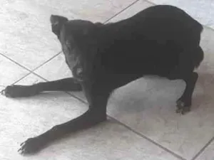 Cachorro raça Piche idade 7 a 11 meses nome Luna