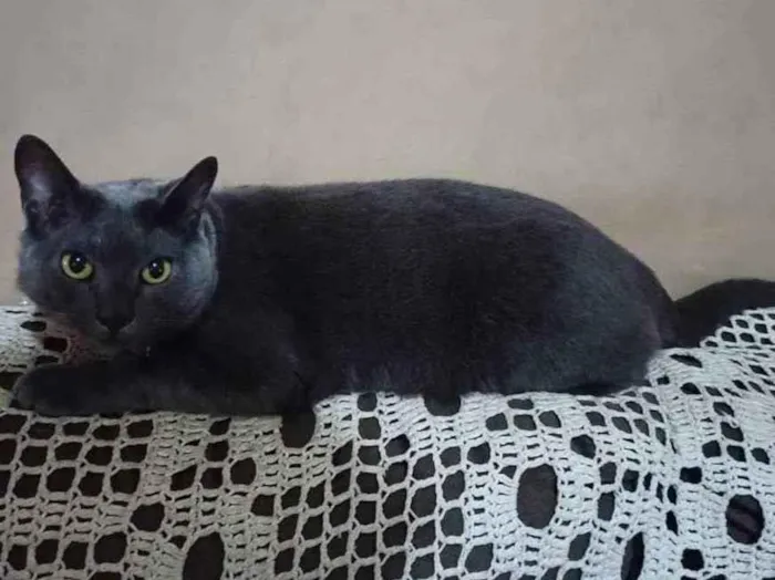 Gato ra a SRD idade 6 ou mais anos nome Billy