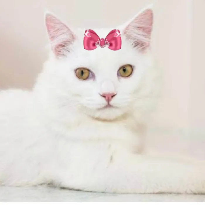Gato ra a Mestiça  idade 2 a 6 meses nome Luna 