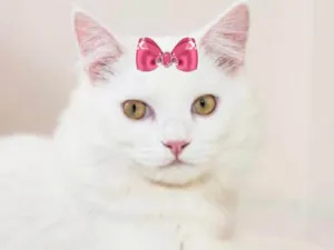 Gato raça Mestiça  idade 2 a 6 meses nome Luna 