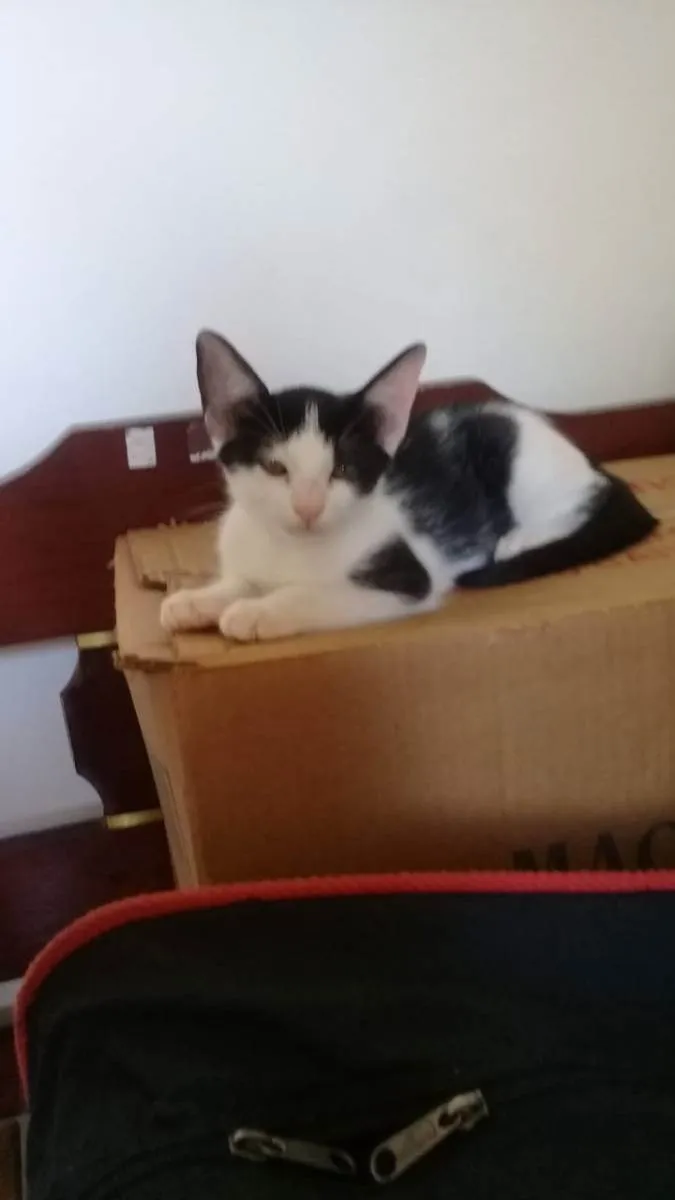 Gato ra a SRD idade 2 a 6 meses nome Lindos gatinhos