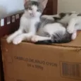 Lindos gatinhos