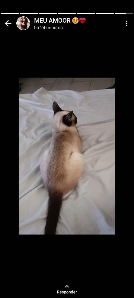 Gato ra a Siamês idade 2 a 6 meses nome Nenhum nome 