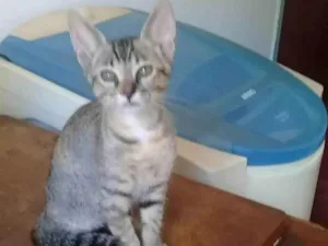 Gato raça SRD idade 2 a 6 meses nome Lindos gatinhos