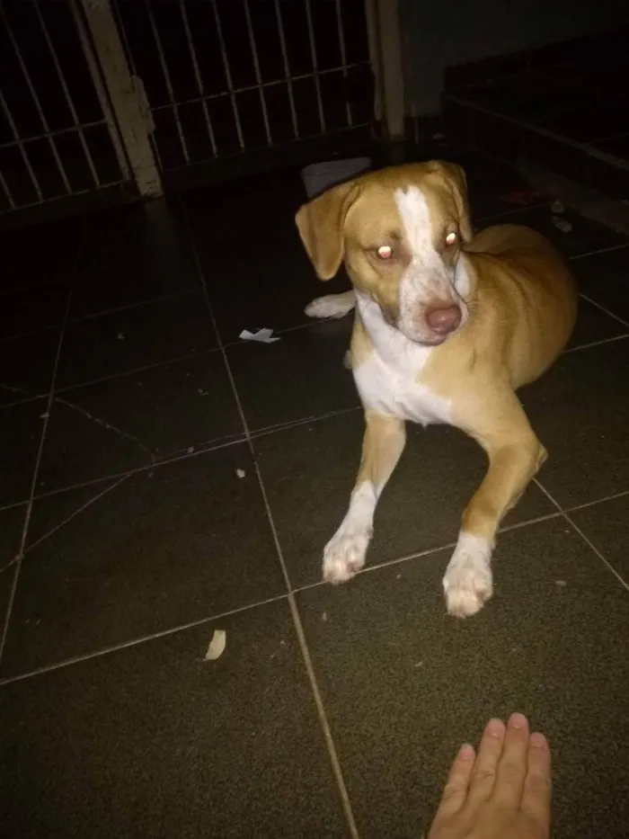 Cachorro ra a Mistura de vira lata com Pitbu idade 5 anos nome Negão 