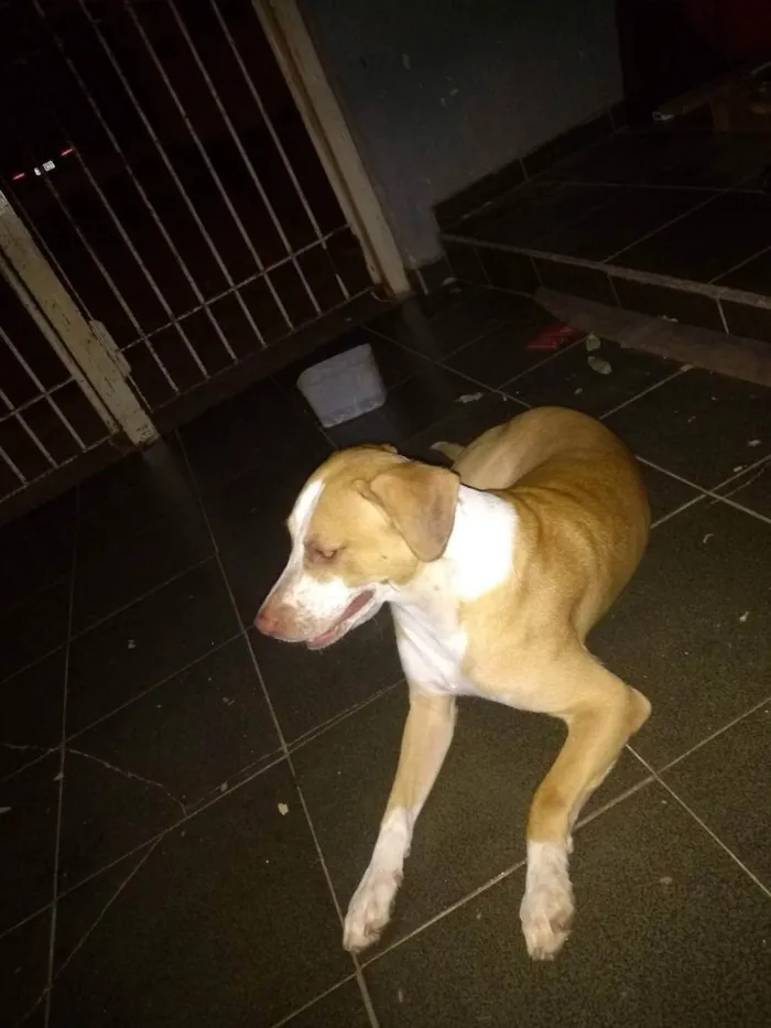 Cachorro ra a Mistura de vira lata com Pitbu idade 5 anos nome Negão 