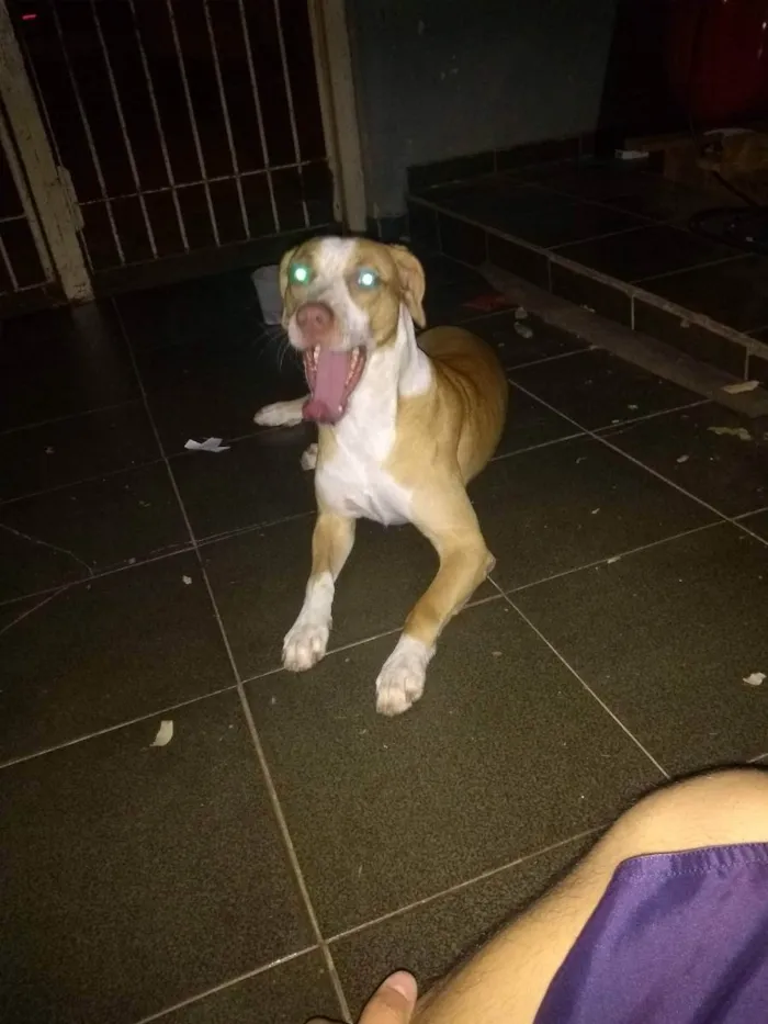 Cachorro ra a Mistura de vira lata com Pitbu idade 5 anos nome Negão 