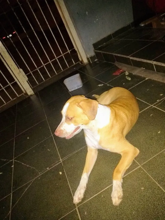 Cachorro ra a Mistura de vira lata com Pitbu idade 5 anos nome Negão 