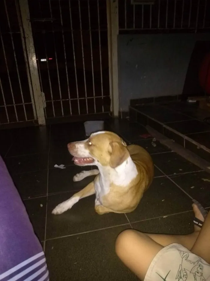 Cachorro ra a Mistura de vira lata com Pitbu idade 5 anos nome Negão 