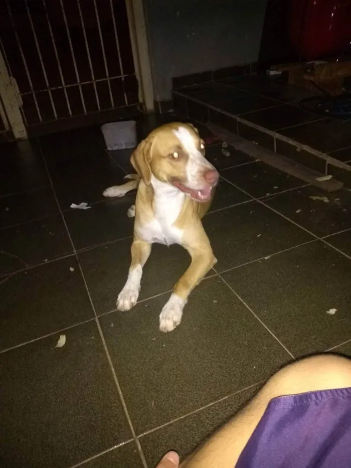 Cachorro ra a Mistura de vira lata com Pitbu idade 5 anos nome Negão 