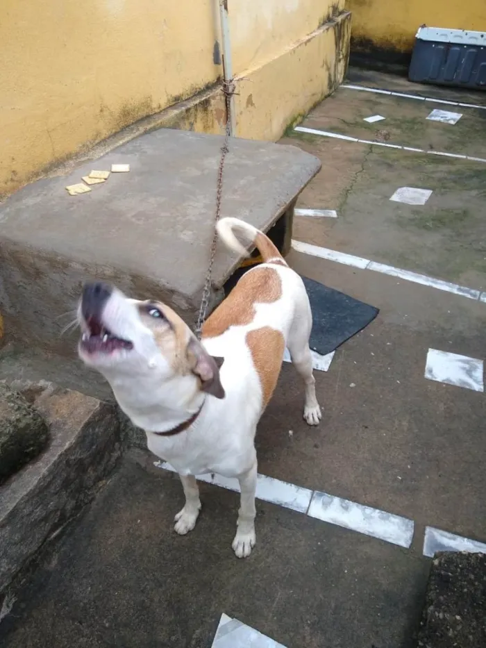 Cachorro ra a SRD idade 7 a 11 meses nome Bidu