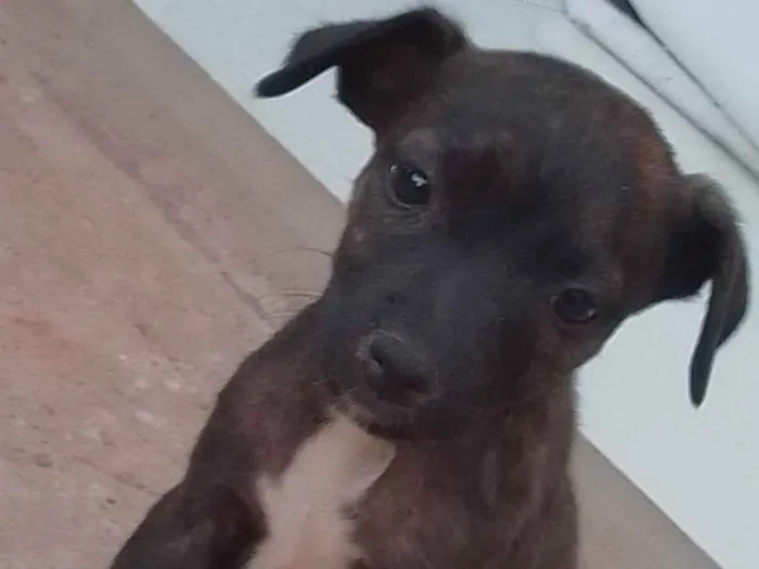 Cachorro ra a Vira lata idade 2 a 6 meses nome Sem nome