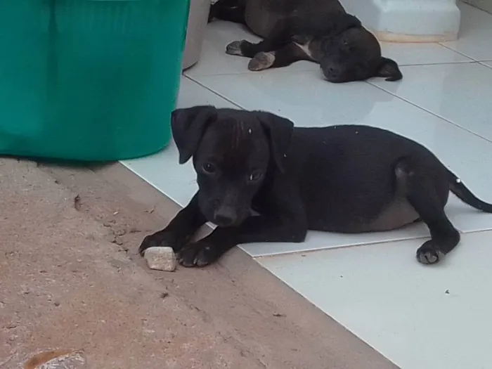 Cachorro ra a Vira lata idade 2 a 6 meses nome Sem nome