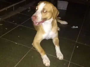 Cachorro raça Mistura de vira lata com Pitbu idade 5 anos nome Negão 