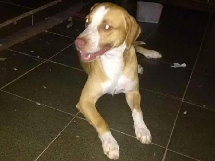 Cachorro ra a Mistura de vira lata com Pitbu idade 5 anos nome Negão 