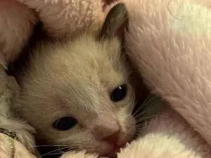 Gato raça SRD idade Abaixo de 2 meses nome Lua