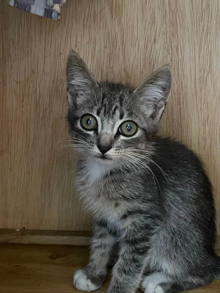 Gato ra a SRD idade 2 a 6 meses nome Rain