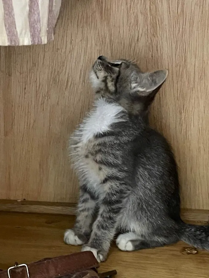 Gato ra a SRD idade 2 a 6 meses nome Rain