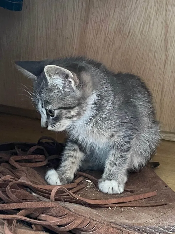 Gato ra a SRD idade 2 a 6 meses nome Rain
