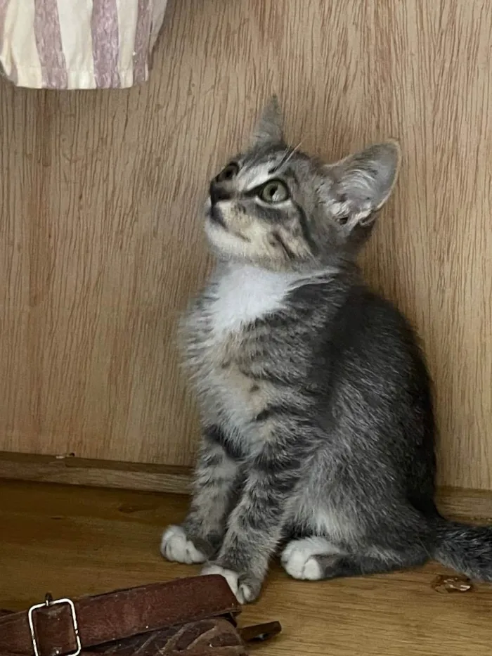 Gato ra a SRD idade 2 a 6 meses nome Rain