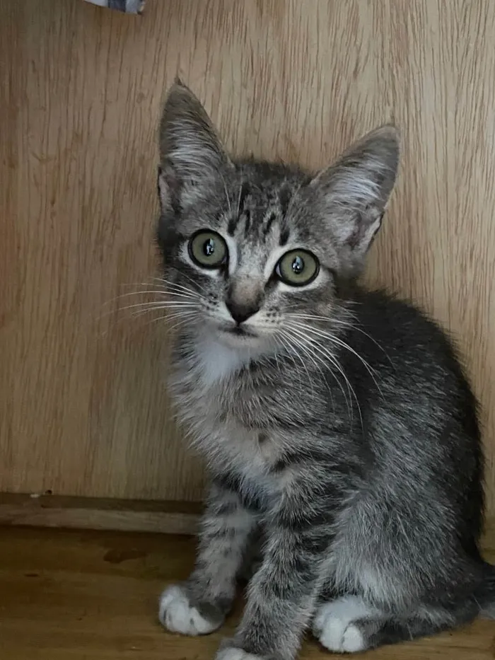 Gato ra a SRD idade 2 a 6 meses nome Rain