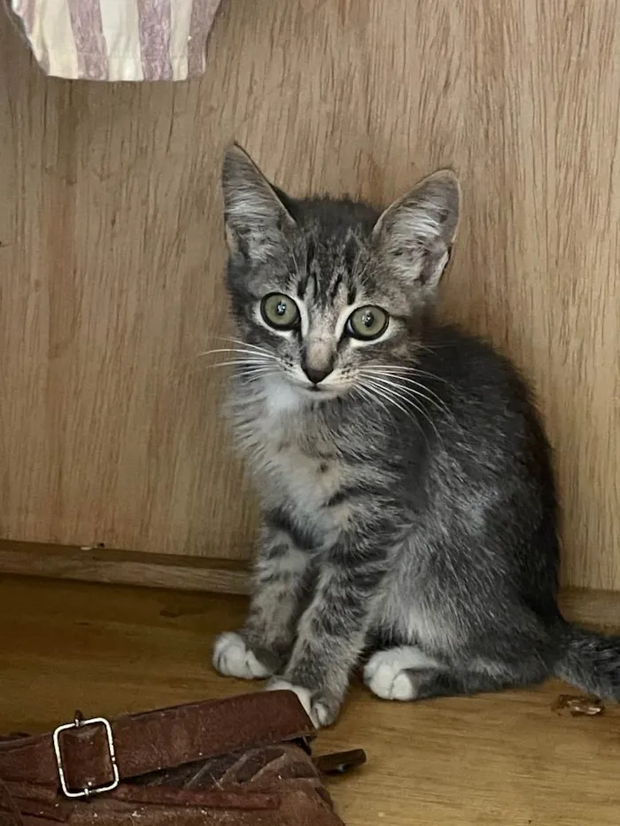 Gato ra a SRD idade 2 a 6 meses nome Rain