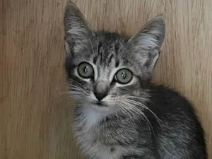 Gato raça SRD idade 2 a 6 meses nome Rain