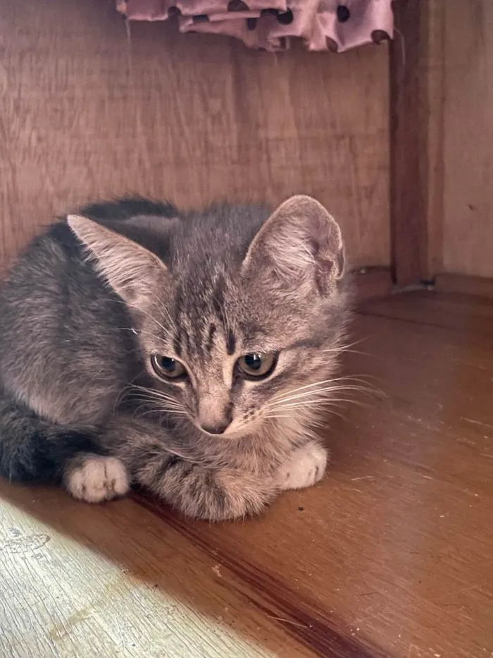 Gato ra a SRD idade 2 a 6 meses nome Rain