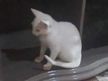 Gato ra a Branco  idade 2 a 6 meses nome Branquinha 