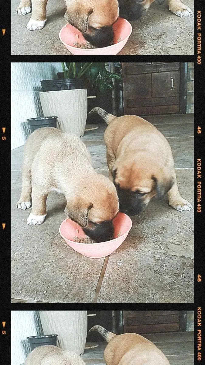 Cachorro ra a Mistura de labrador  idade Abaixo de 2 meses nome Cachorro 