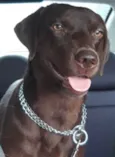 Chico