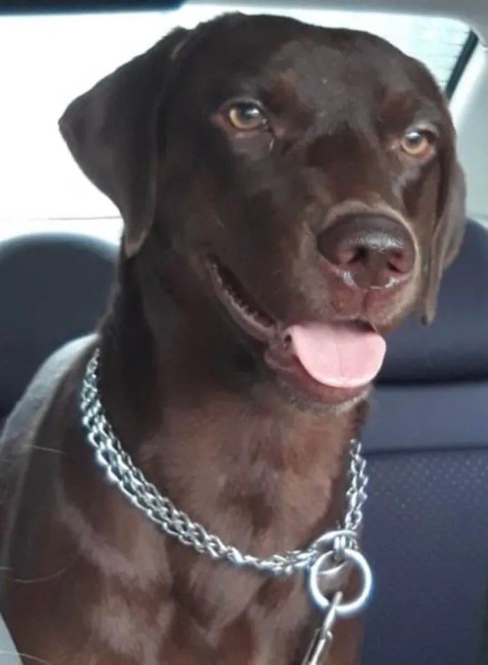 Cachorro ra a Mix labrador retrivier  idade 2 anos nome Chico