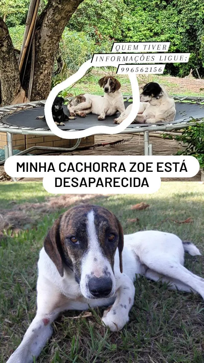 Cachorro ra a Viralata idade 1 ano nome Zoe