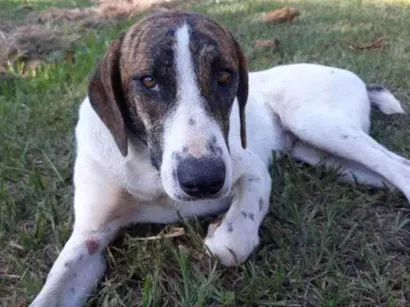 Cachorro raça Viralata idade 1 ano nome Zoe