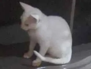 Gato raça Branco  idade 2 a 6 meses nome Branquinha 