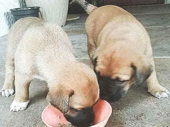 Cachorro ra a Mistura de labrador  idade Abaixo de 2 meses nome Cachorro 