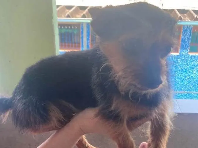 Cachorro ra a Pinscher idade 3 anos nome Nick