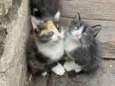 Filhotes de gatinhos