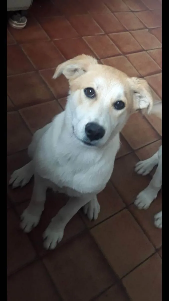 Cachorro raça Mestiça de labrador com vira l idade 2 a 6 meses nome Lilica