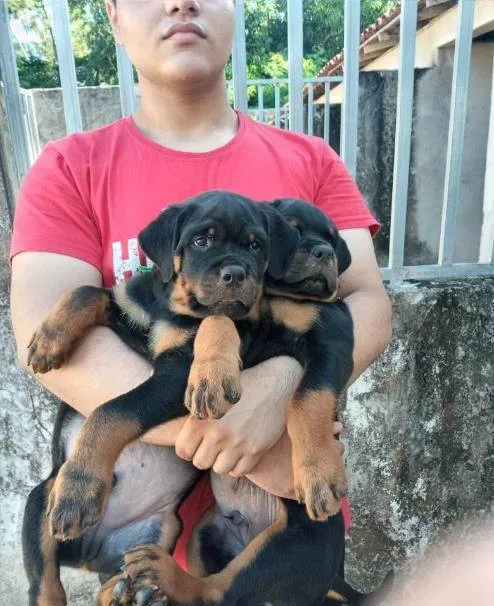 Cachorro ra a rottweiler idade 2 a 6 meses nome melissa e zeca
