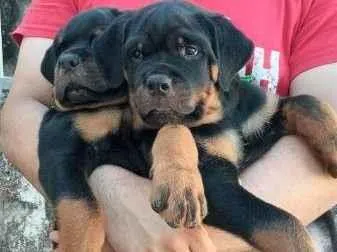 Cachorro ra a rottweiler idade 2 a 6 meses nome melissa e zeca